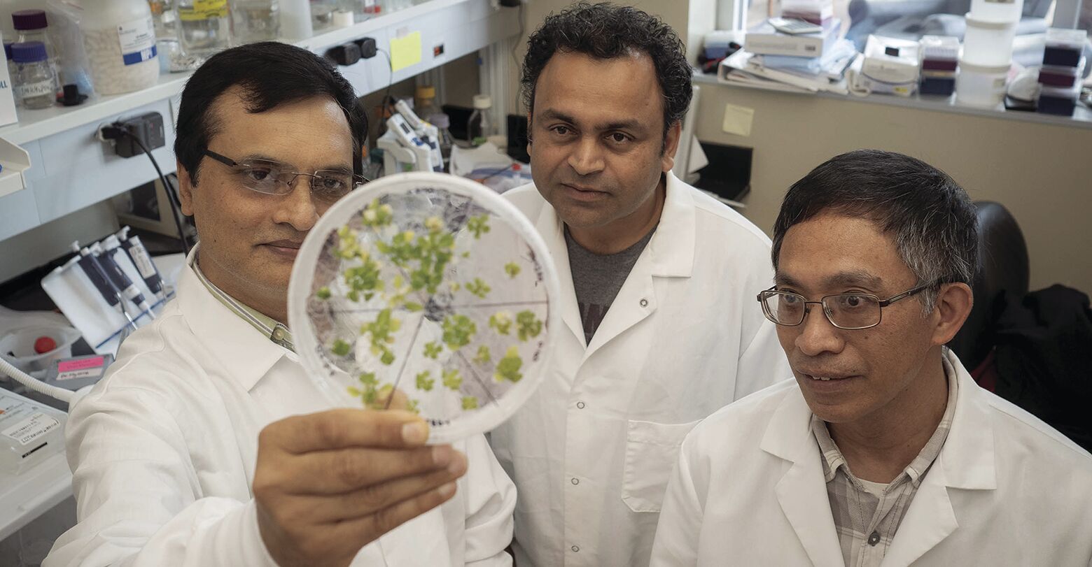 OSU legume research
